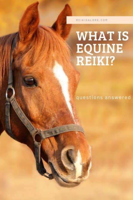 What is Equine Reiki? All Questions Answered 1