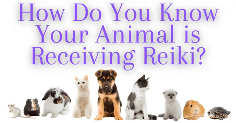 How Do You Know Your Animal is Receiving Reiki?