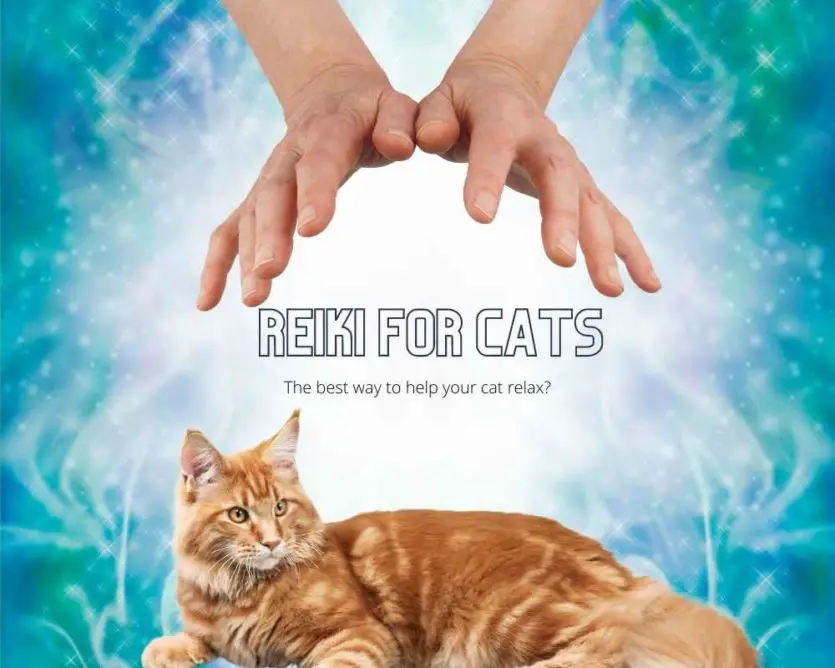 reiki for cats
