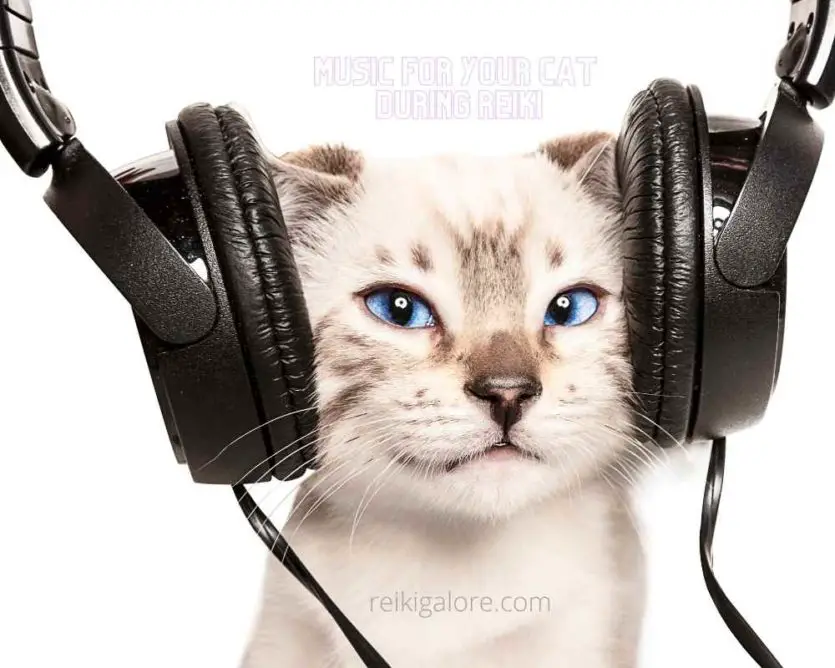 Music for your cat during reiki